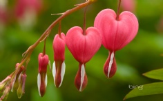 BleedingHearts1920x12002-21-2012 12_14_46 PM Bing Desktop